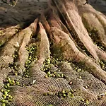 Conca Sandra - Farm On *